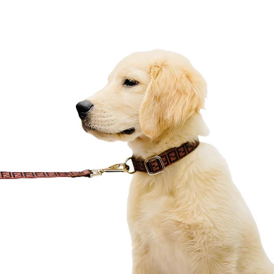 Brown FENDI Collar & Leash Set- Indian Pet Store
