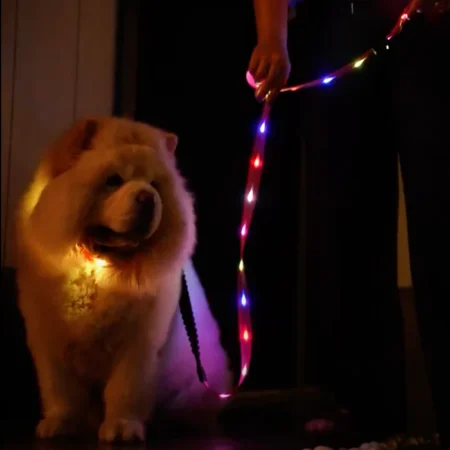 LED Light Collar & Leash Set (PVC Coated)- India Pet Store