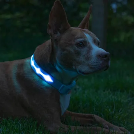 Nylon LED Safety Dog Collar- India Pet Store