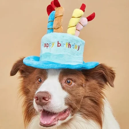 Birthday Cake with Candles Hat|India Pet Store