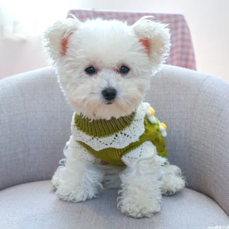 Green Crochet Wool Sweater for Dogs – Cozy Handmade Pet Wear | India Pet Store